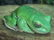 デニスアオガエル画像