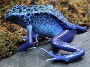 コバルトヤドクガエル
                            画像