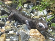 コガタブチサンショウウオ画像