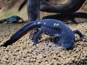 オキナワシリケンイモリ画像