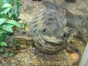 スペインイモリ画像