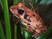 ヤマアマガエル画像