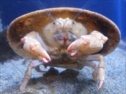 ヒラコウカイカムリ画像