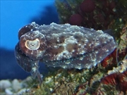 パンダコウイカ画像