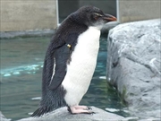 フンボルペンギン画像