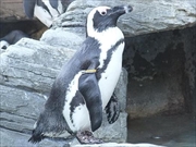 ケープペンギン画像