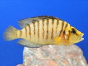 アルトランプロローグス画像