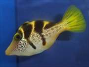 ノコギリハギ画像