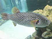 ワモンフグ画像