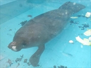 アマゾンマナティー画像