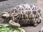 ビルマホシガメ画像