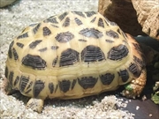 クモノスガメ画像