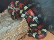 プエブリアンミルクスネイク画像